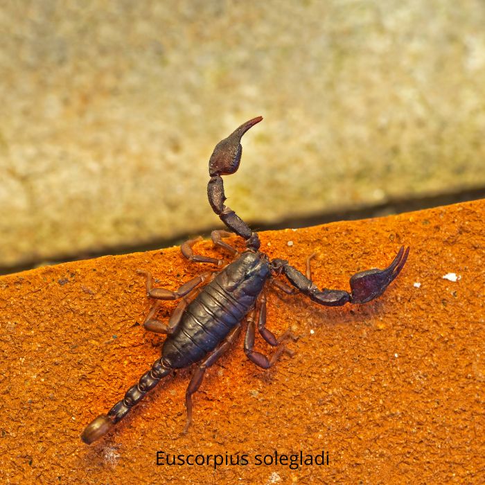 Euscorpius solegladi