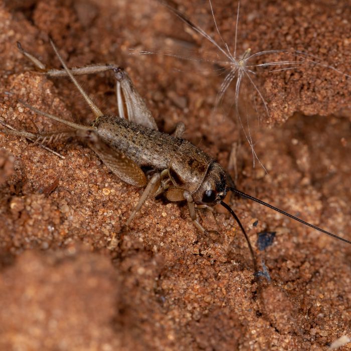 Домашен щурец (Acheta domesticus) 