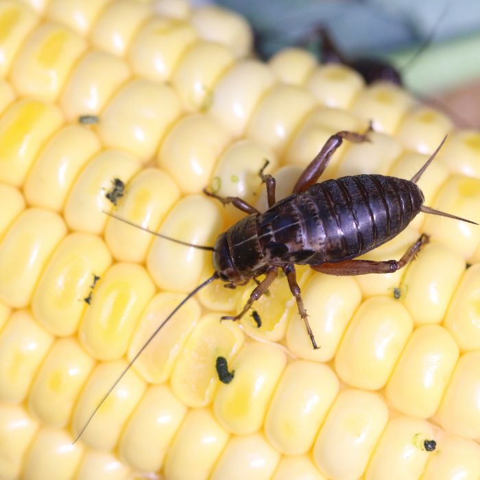 ЩУРЕЦ ВЪРХУ РАСТЕНИЕ, КОЕТО ЯДЕ