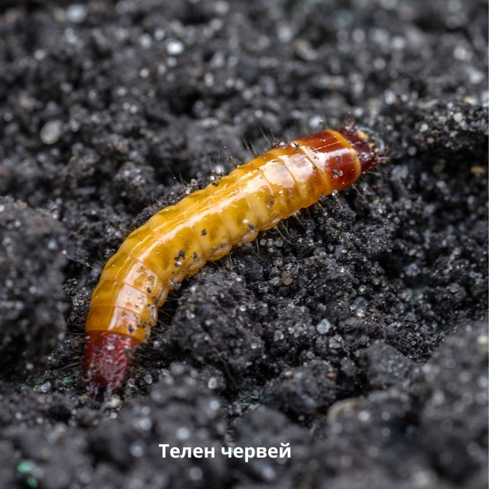 телен червей