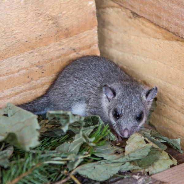 Обикновен (европейски) съсел (Glis glis)