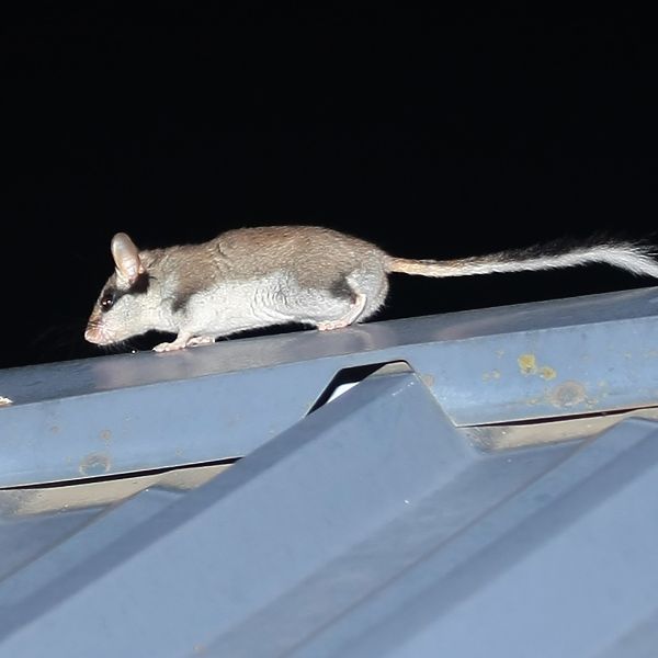 съсел на покрив