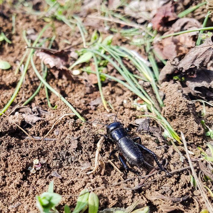 Полски щурец (Gryllus campestris)