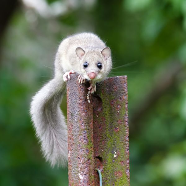 съсел (Glis glis)