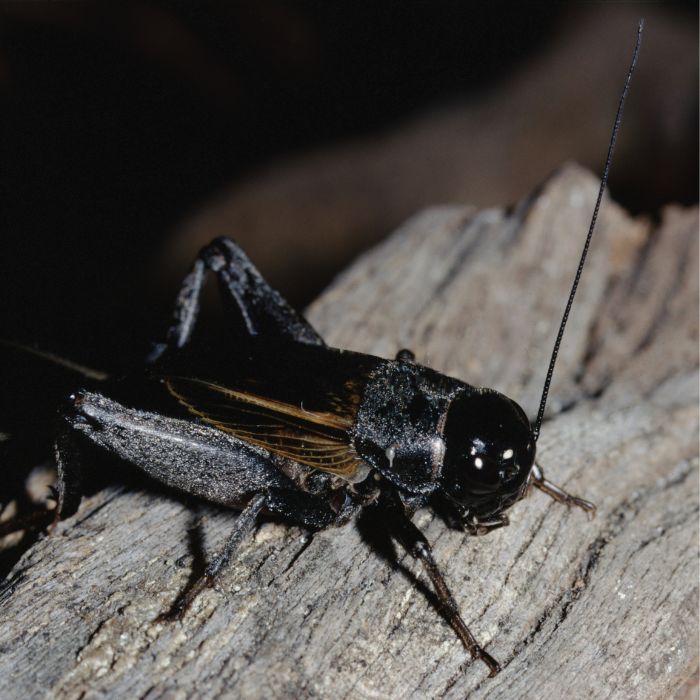 Черен щурец (Gryllus spp.)