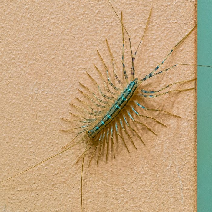 Къщна стоножка скрипица на стена в баня - типичен домашен вредител