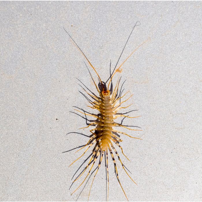 Близък план на скрипица Scutigera coleoptrata с дълги крака