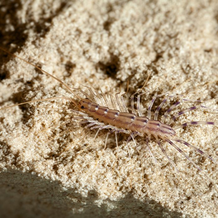 Ефективни методи за унищожаване на скрипици в дома с инсектицид