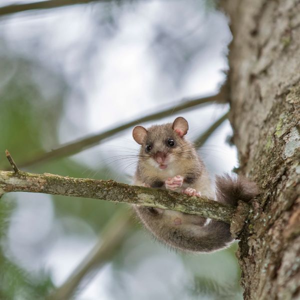 Горски съсел (Dryomys nitedula)