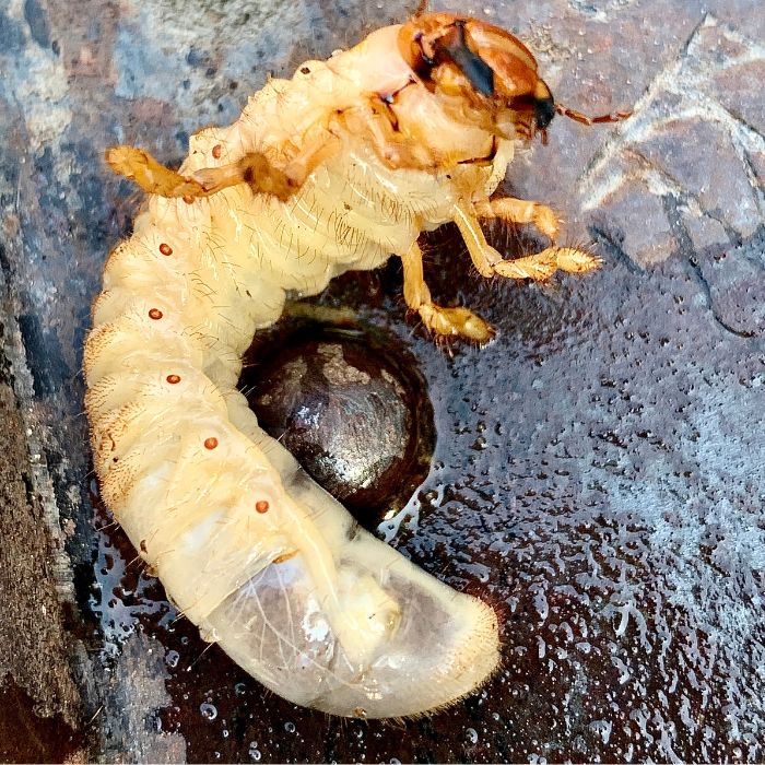 ларва на попово прасе ( конощип)