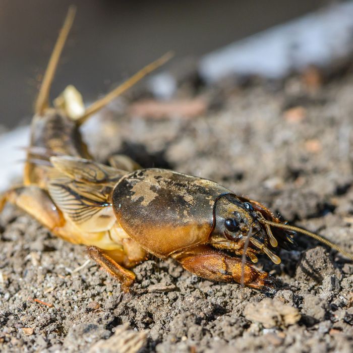 попово прасе- леговище