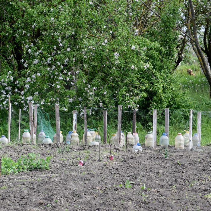 капани за попово прасе