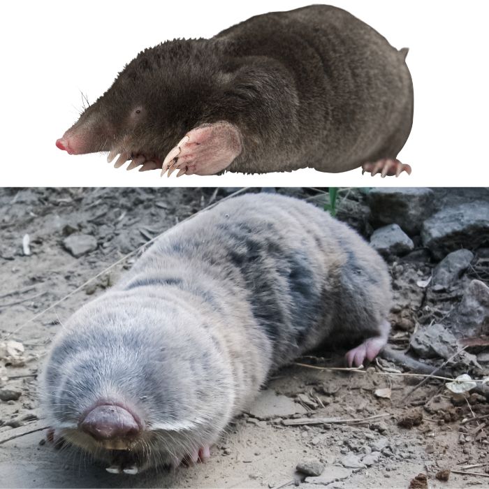 Сравнение на къртица и сляпо куче и щетите, които нанасят в градината