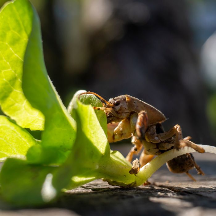 попов прасе хранене и щети върху растенията