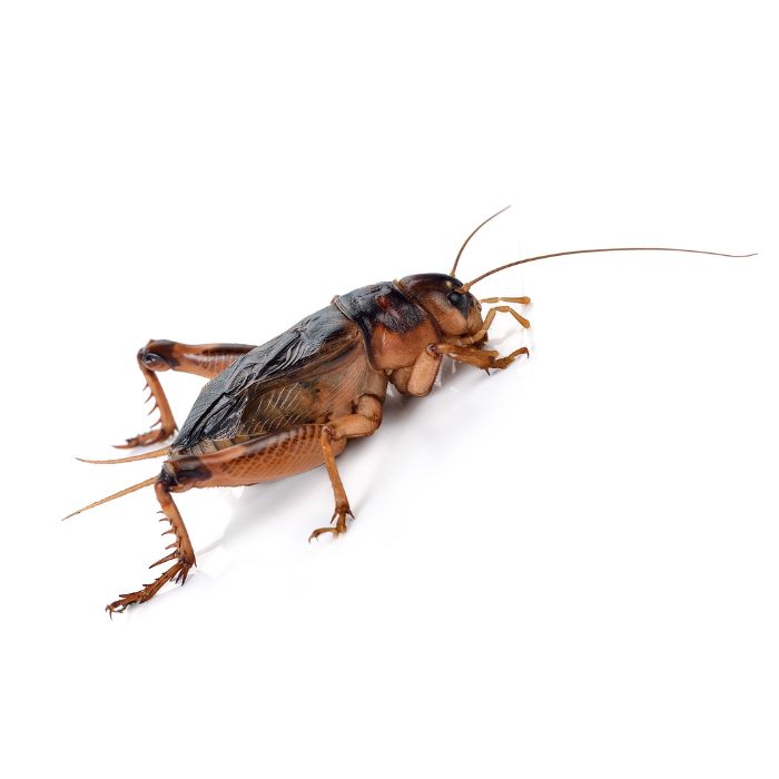 Gryllidae (истински щурци)