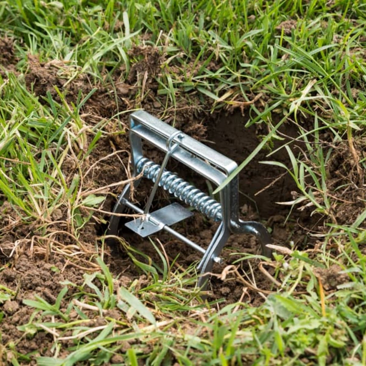 Правилно поставяне на капан за къртици в активен подземен тунел