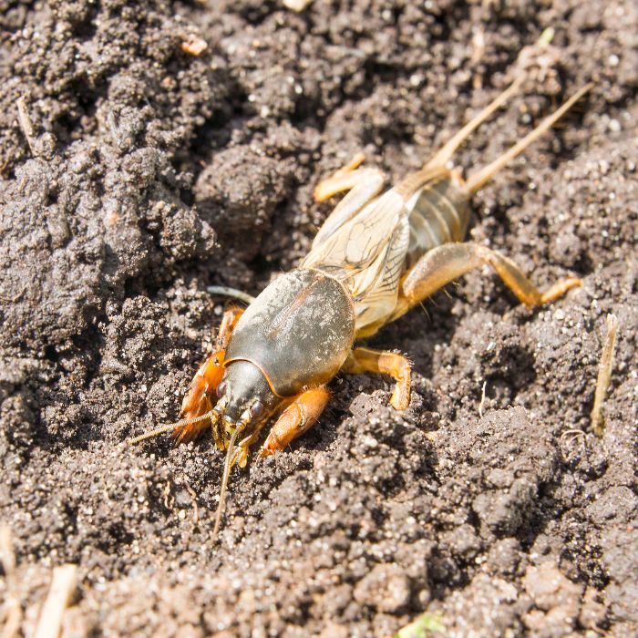 попово прасе (конощип) в пръст