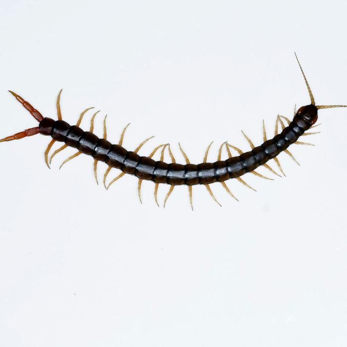 Scolopendromorpha (скрипя)