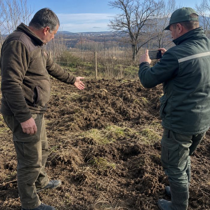 Изображението с дивата свиня в напълно разровената зеленчукова градина и повредената